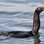 Pelagic Cormorant